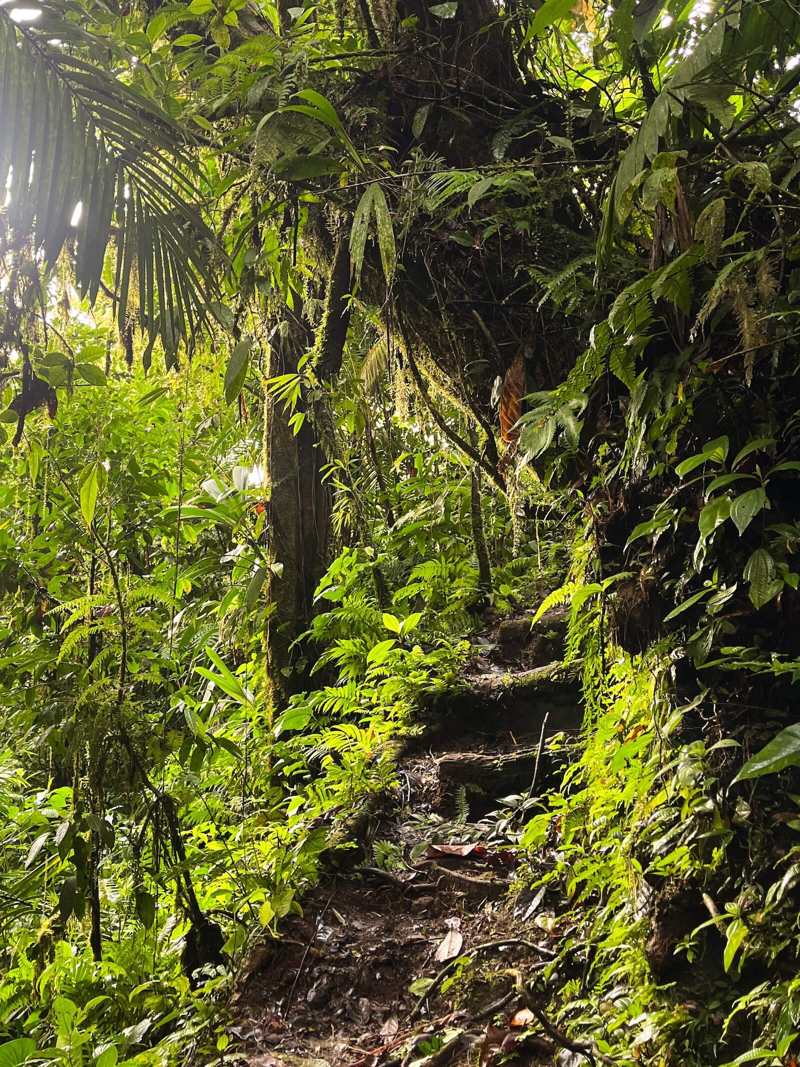 Rainforest Costa Rica