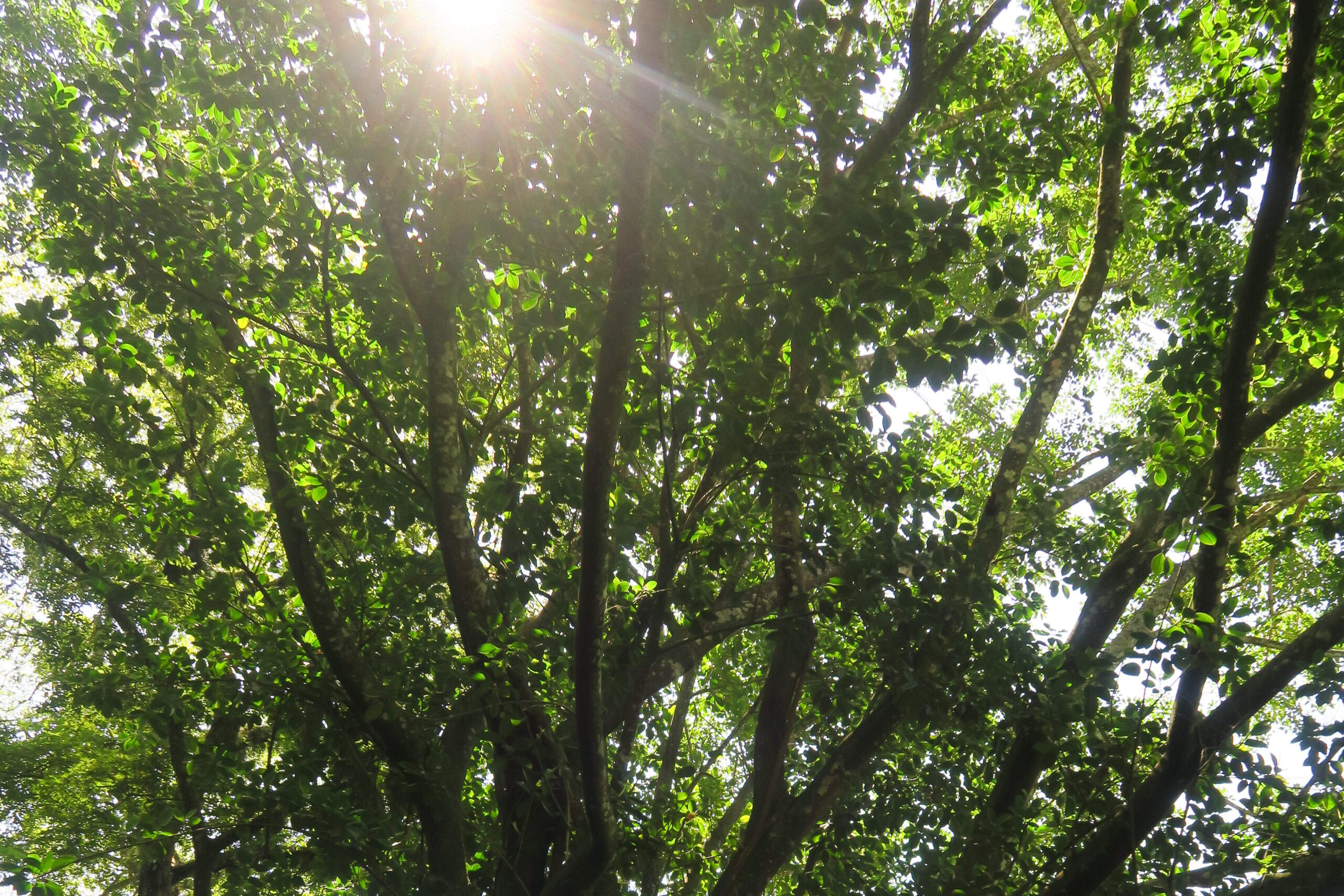 Best time to visit Ruta de las Flores