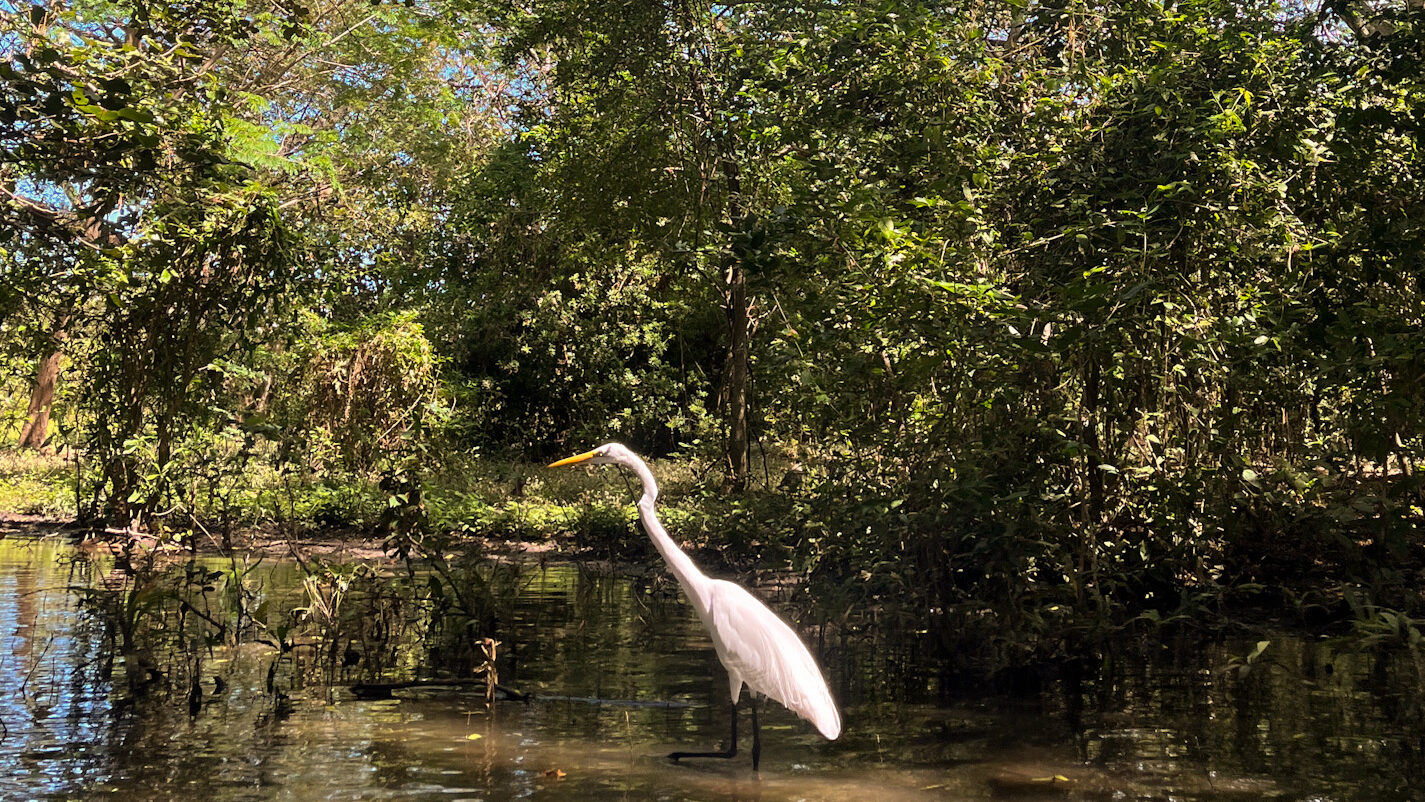 Wild life Ometepe