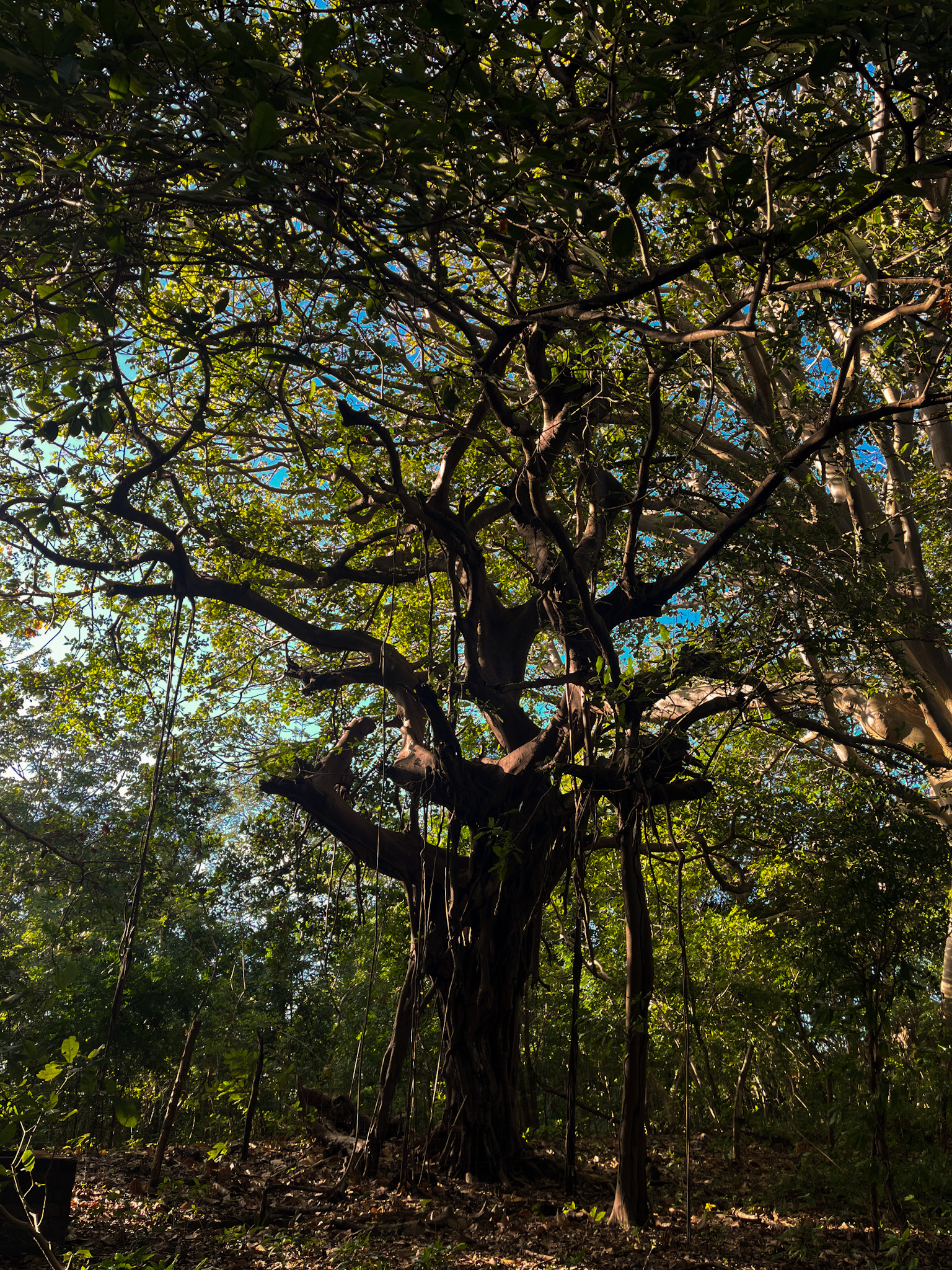 Charco Verde Ometepe travel guide